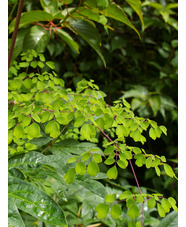 Thalictrum delavayi