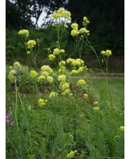 Thalictrum flavum subsp. glaucum