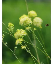 Thalictrum flavum subsp. glaucum