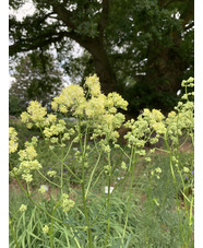 Thalictrum lucidum