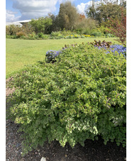 Thalictrum minus 'Adiantifolium'