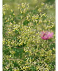 Thalictrum minus 'Adiantifolium'