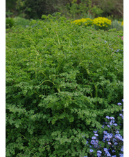 Thalictrum minus 'Adiantifolium'