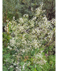 Thalictrum [Splendide White] ('Fr21034')