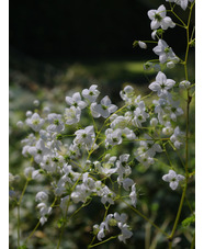 Thalictrum [Splendide White] ('Fr21034')