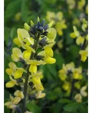 Thermopsis lupinoides