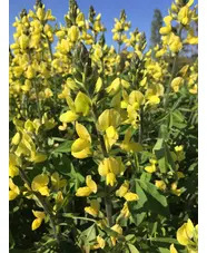 Thermopsis lupinoides