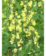 Thermopsis lanceolata