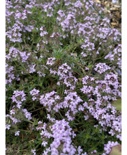 Thymus 'Bressingham'