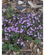 Thymus herba barona 'Caraway-scented'