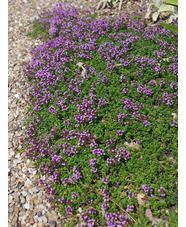 Thymus herba barona 'Lemon-scented'