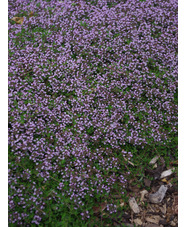 Thymus herba barona 'Lemon-scented'