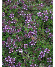 Thymus herba barona 'Lemon-scented'