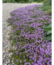 Thymus longicaulis