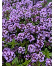 Thymus longicaulis