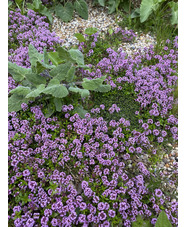 Thymus longicaulis