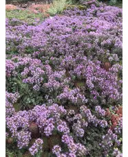 Thymus neiceffii