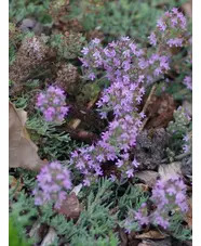 Thymus neiceffii