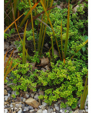 Thymus pulegioides 'Bertram Anderson'