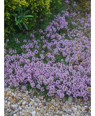 Thymus serpyllum 'Conwy Rose'