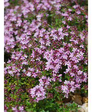 Thymus serpyllum 'Conwy Rose'