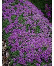 Thymus serpyllum 'Minor'