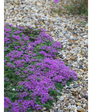 Thymus serpyllum 'Minor'