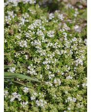 Thymus serpyllum var. albus