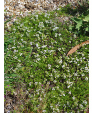 Thymus serpyllum var. albus