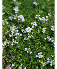 Thymus serpyllum var. albus