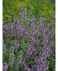 Thymus 'Silver Queen'