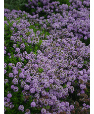 Thymus sp. ex Turkey 