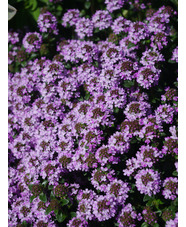 Thymus sp. ex Turkey 