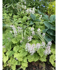 Tiarella cordifolia