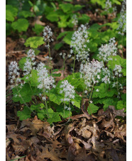 Tiarella cordifolia