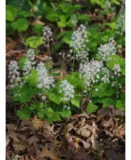 Tiarella cordifolia