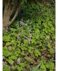 Tiarella cordifolia
