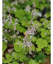 Tiarella cordifolia