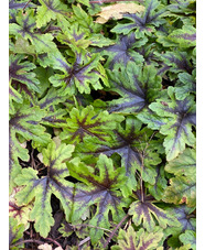 Tiarella 'Iron Butterfly'