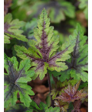 Tiarella 'Sugar and Spice'