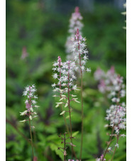 Tiarella 'Sugar and Spice'