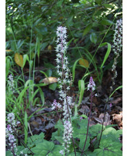 Tiarella wherryi