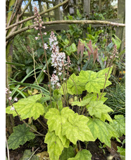 Tiarella wherryi