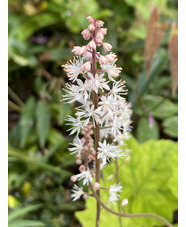 Tiarella wherryi