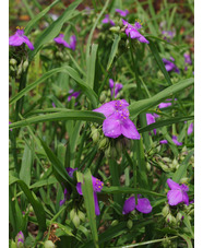 Tradescantia (Andersoniana Group) 'Charlotte'