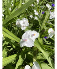 Tradescantia (Andersoniana Group) 'Innocence' 