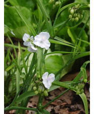 Tradescantia (Andersoniana Group) 'Innocence' 