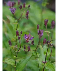 Tricyrtis formosana