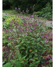 Tricyrtis formosana