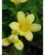 Tricyrtis ohsumiensis